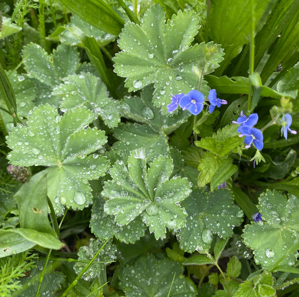 Манжетка Alchemilla epipsila