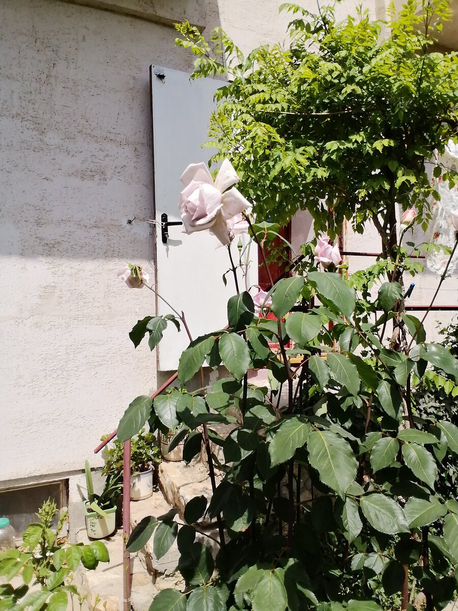 Моя самая старая роза совсем завяла