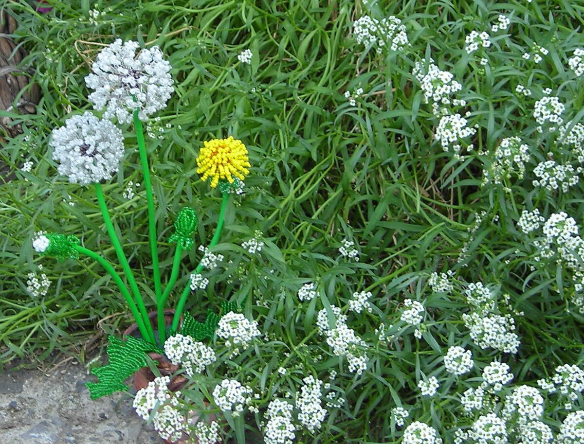 Бисерные одуванчики в живой природе
