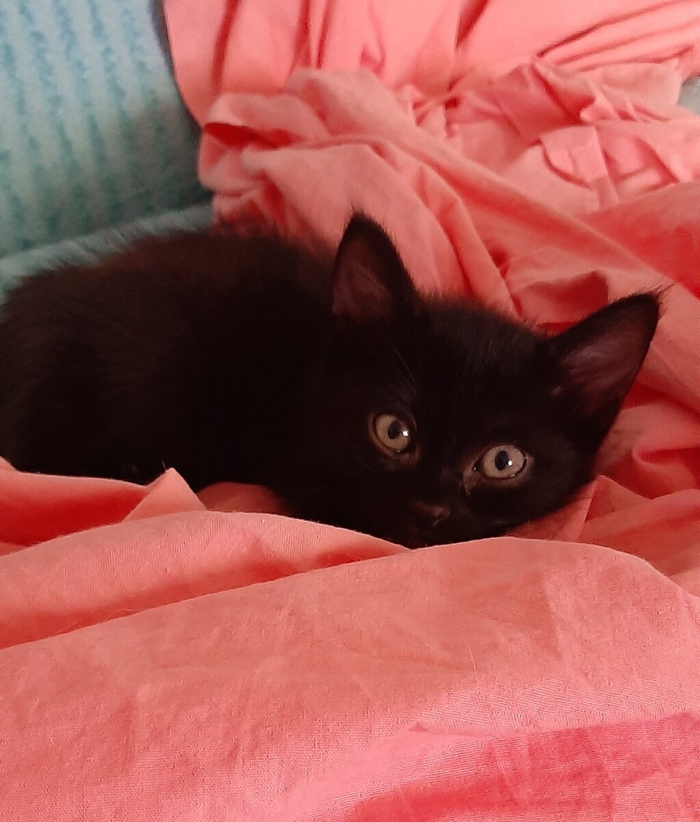 Маленький Воин
