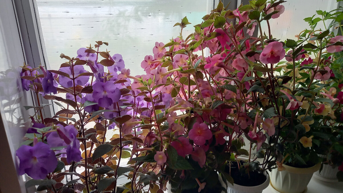 Слева всем известный Purple Кing - первый сорт, который у меня появился