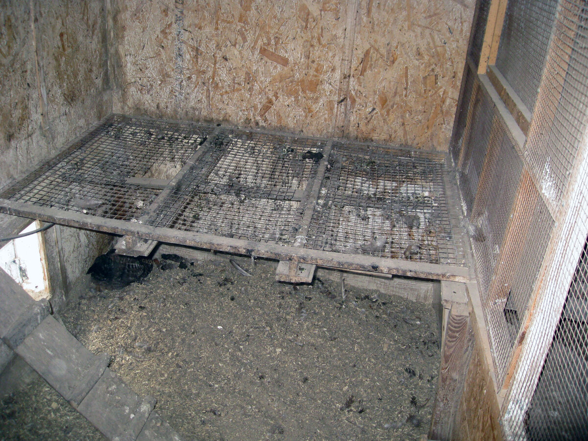 Курица в углу решила стать мамашкой. Первый раз у моих кур такое