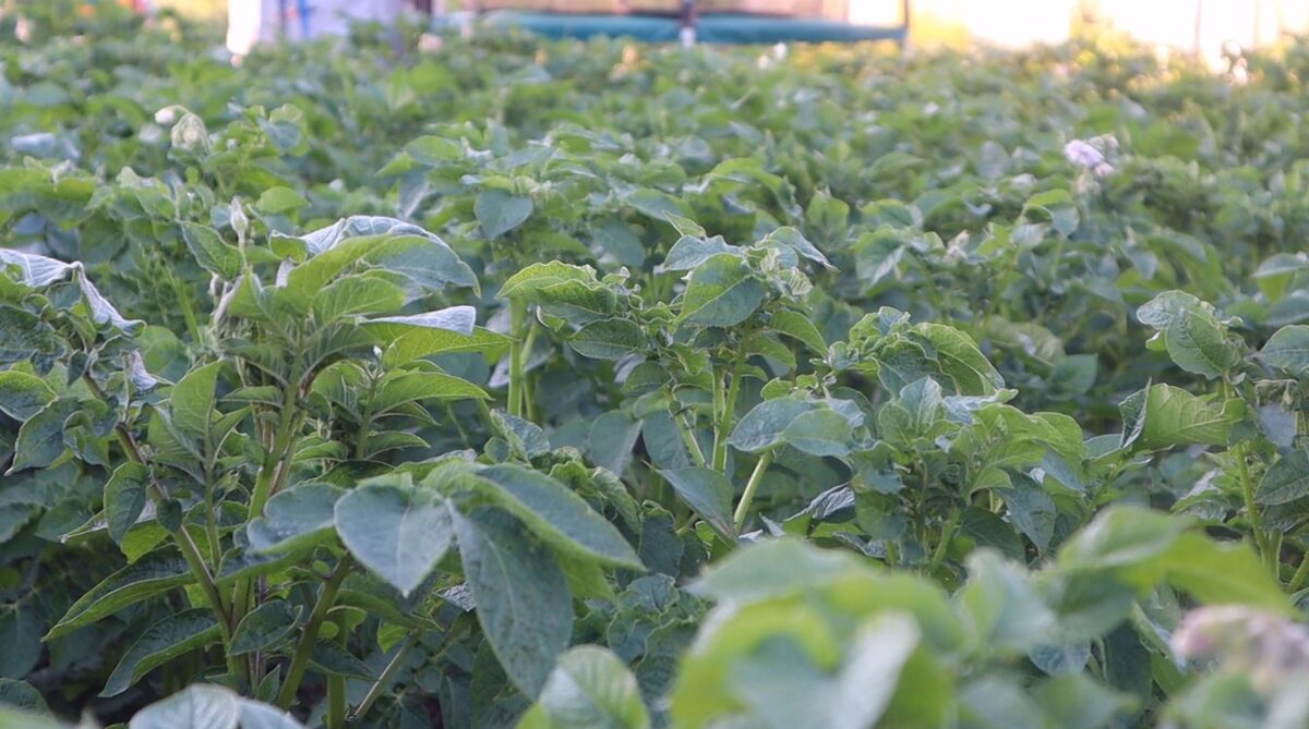 В этом году колорадского жука не много. Картошечка вот вот зацветет.