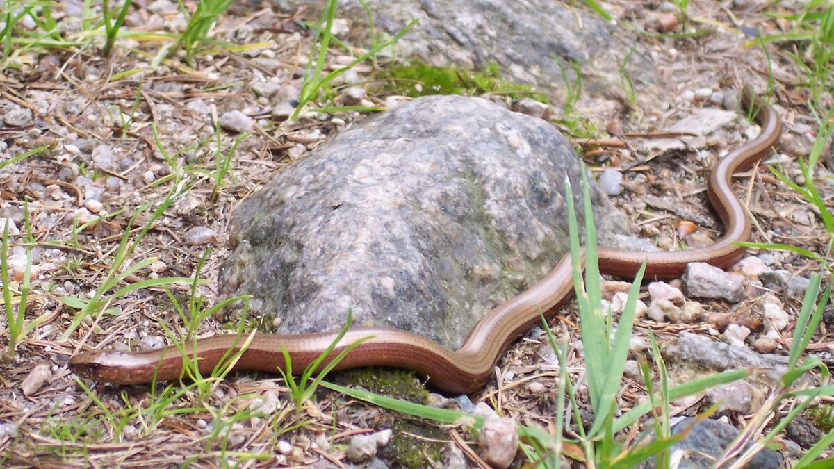 У ящерицы веретеницы явно медный отлив кожи.