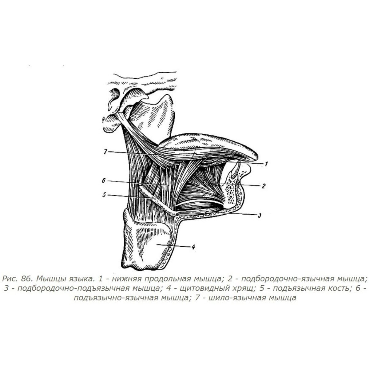 Нарушение мышц языка. Подбородочно язычная мышца языка. Нижняя продольная мышца языка. Мышцы языка анатомия картинки.