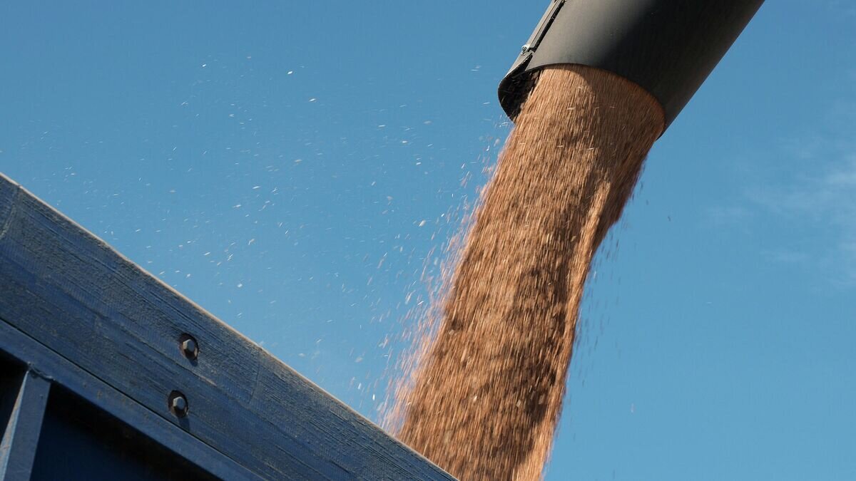    Уборка пшеницы© РИА Новости / Виталий Тимкив