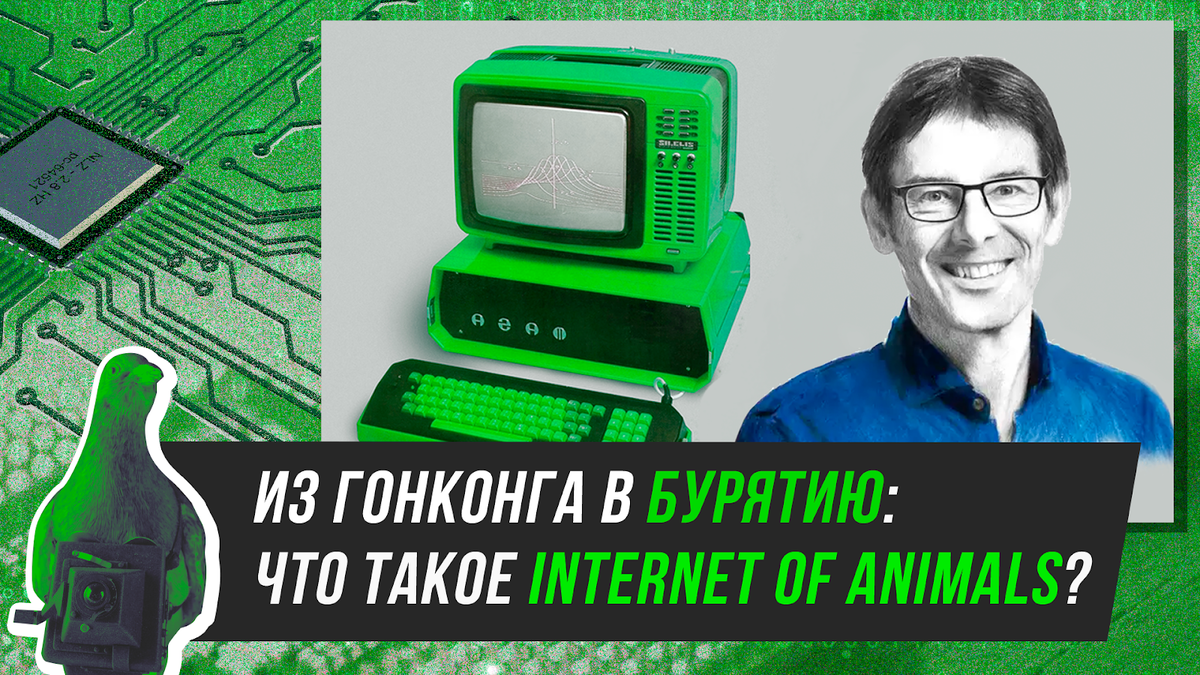 Из Гонконга в Бурятию: что такое Internet of Animals? | SkyNet | Дзен