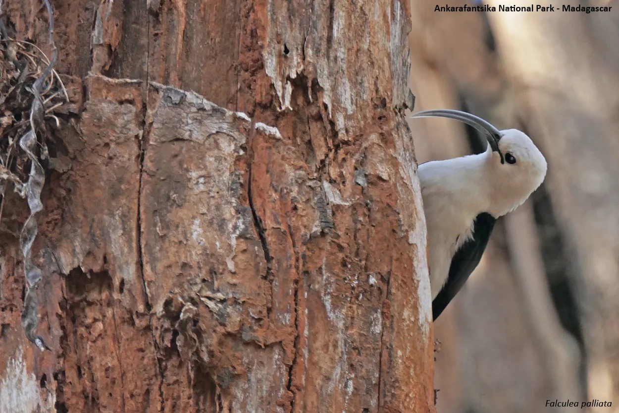 Серпоклювая ванга: Вывернула свой клюв, чтобы спасать деревья. Птица из Мадагаскара, что с хирургической точностью удаляет вредителей4