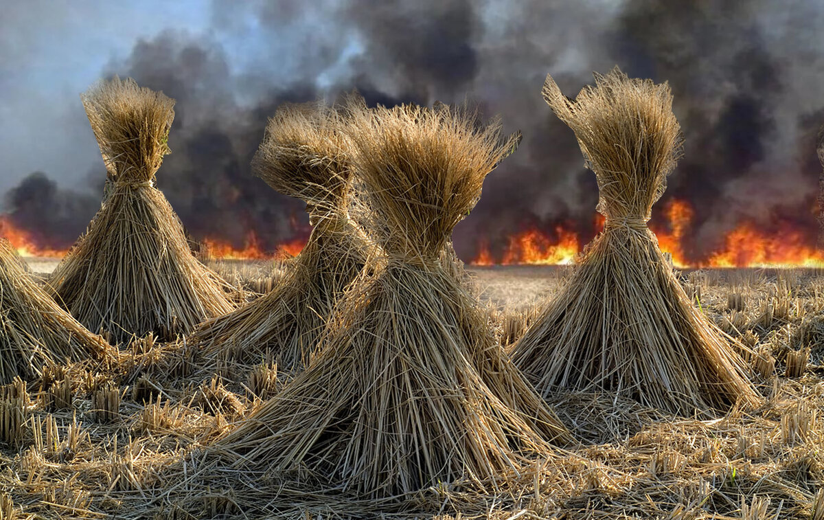 "Украина поджигает пшеничные поля" - из ленты новостей