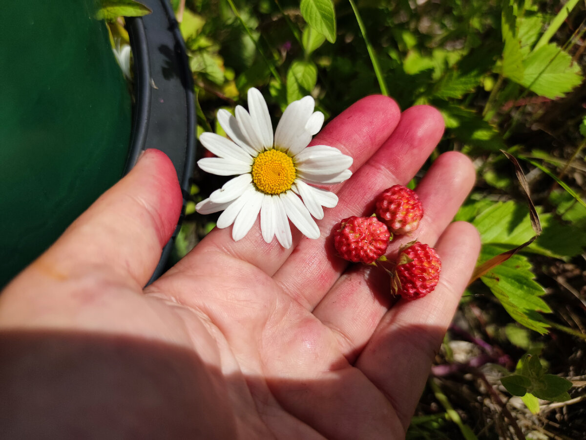 Сбор клубники. 