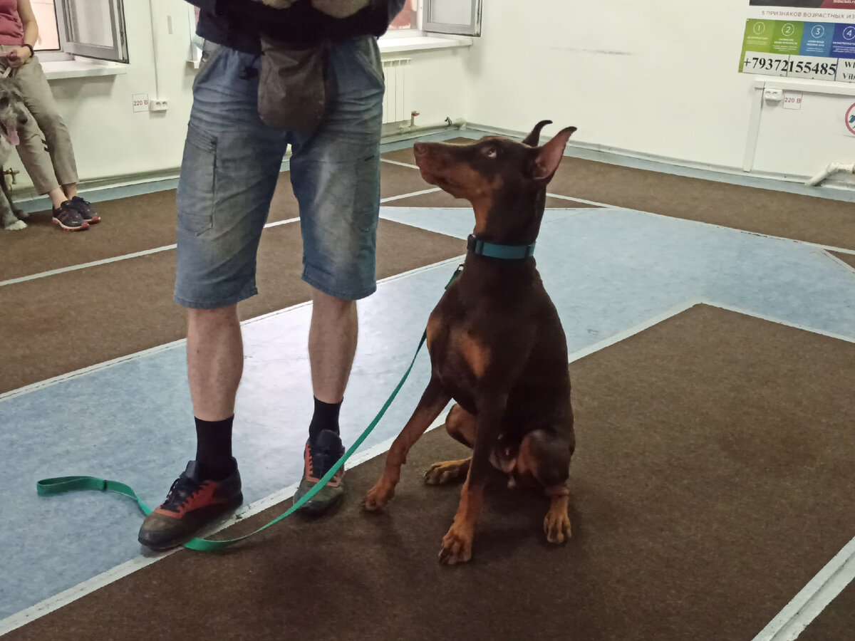 Сергей и доберман Терри на занятиях в Дог-центре Тольятти