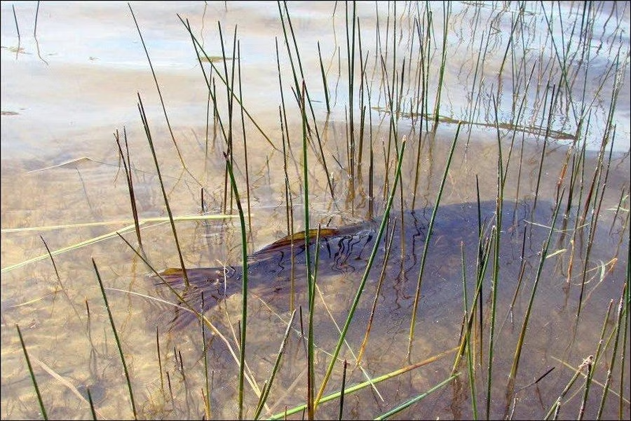 Заросшее озеро картинки. Озеро тростенское рузский район. Рыба заросших озер. Рыба заросших озер. Щука в камышах.