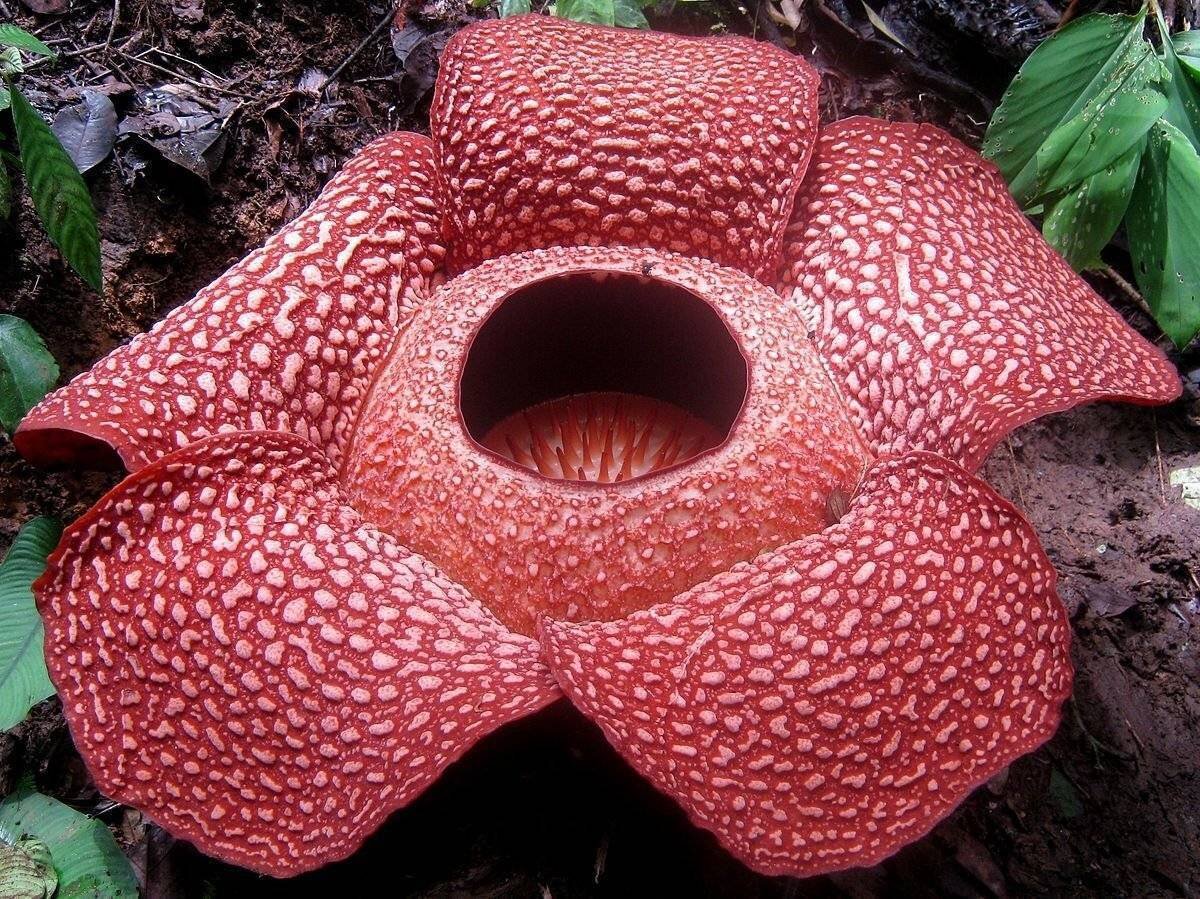         (Rafflesia)    (Rafflesiaceae)     (Malpighiales).-5-9