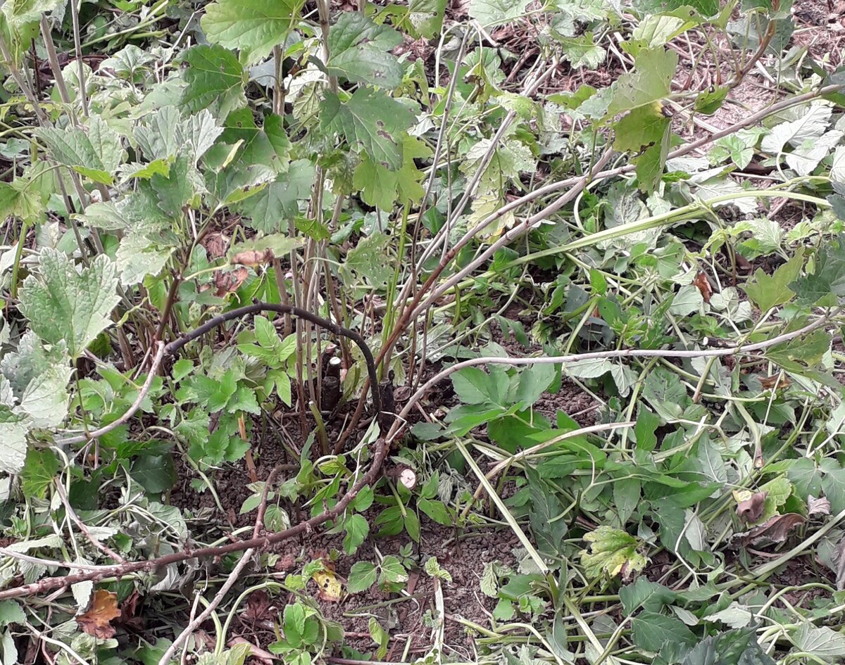 Обрезанный куст белой смородины возрастом более 40 лет. Омоложение проводил  3 года, вырезая каждый год 1/3  часть крупных старых веток, одновременно выращивая молодые.