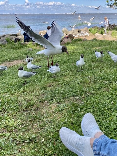 Набережная Финского залива. Сбор пернатых на обед.