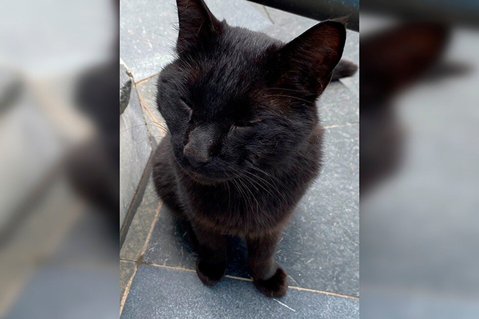     Куся очень ласковый и добрый кот Фото: предоставлено «КП» - Хабаровск»