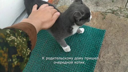 К дверям пришел очередной котик