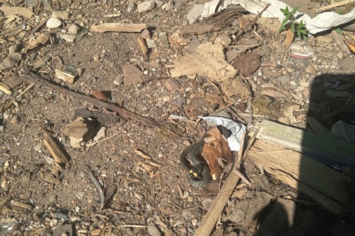    В Вышнем Волочке у садика лежат горы мусора, в которых поселились змеи