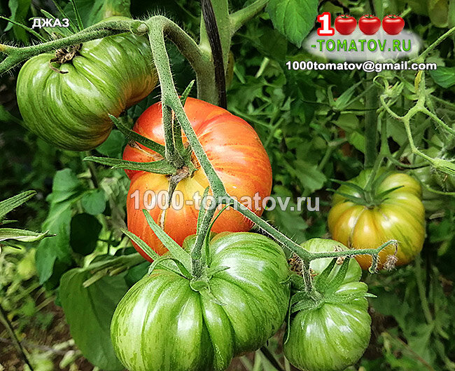 Томат ДЖАЗ 1