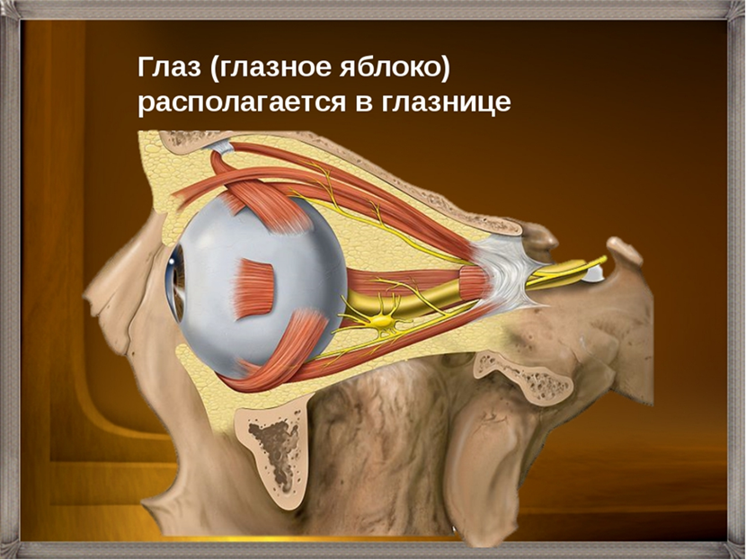 Глазные яблоки расположение