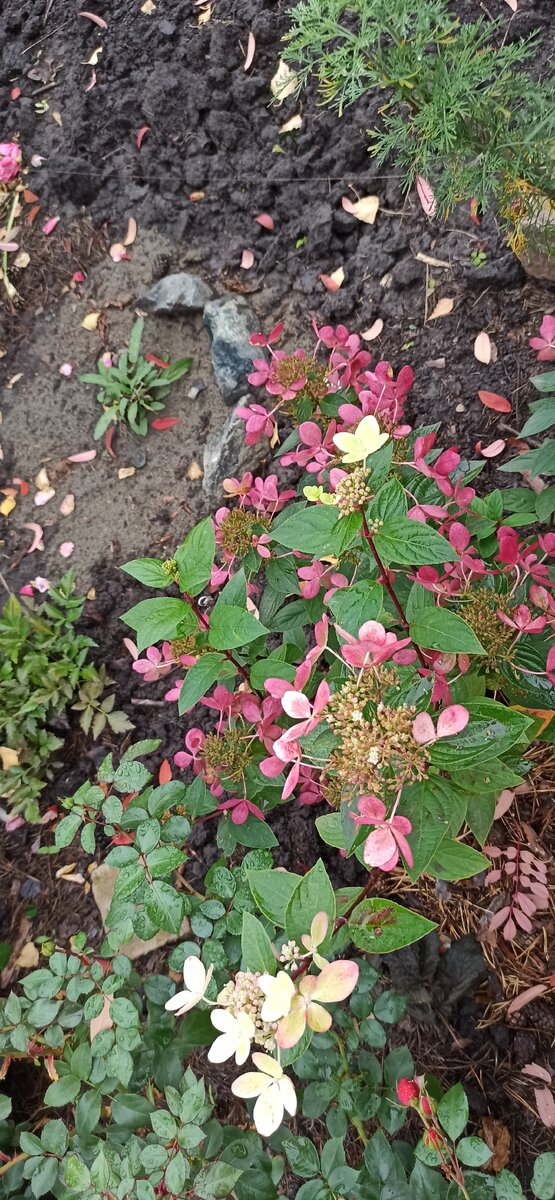 Пастель Грин