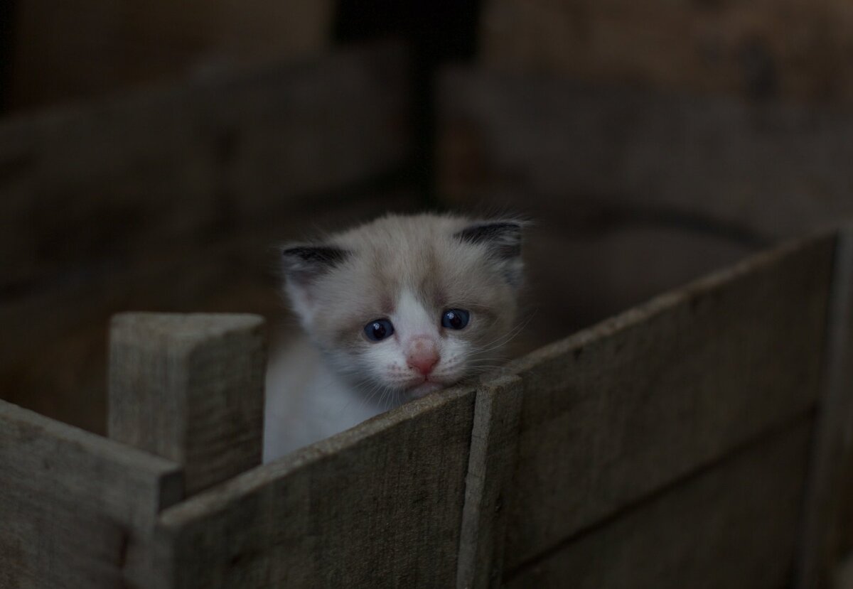     Бездомный котёнок дрожал от страха. Но лабрадор взял на себя заботу о малыше