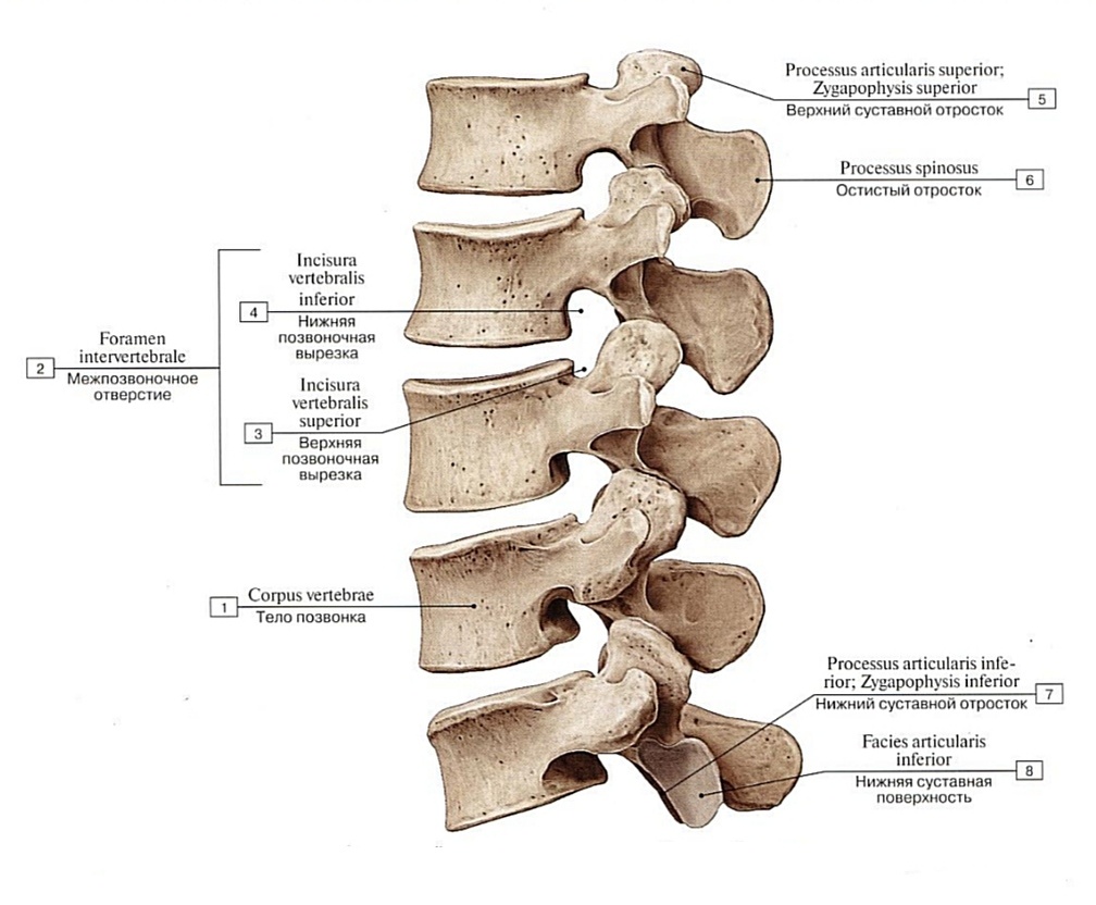 Поясничный отдел позвоночного столба. Вид сбоку, слева,