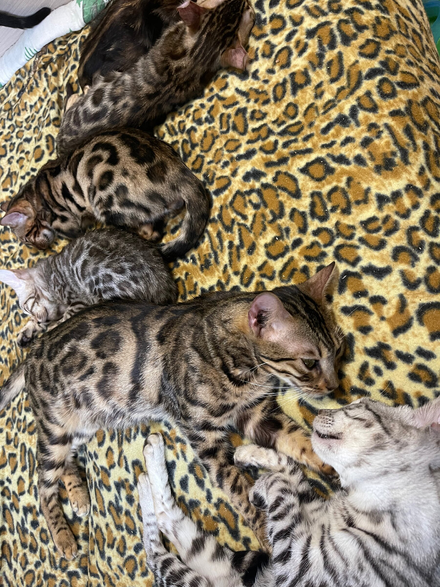 Табун Russicats