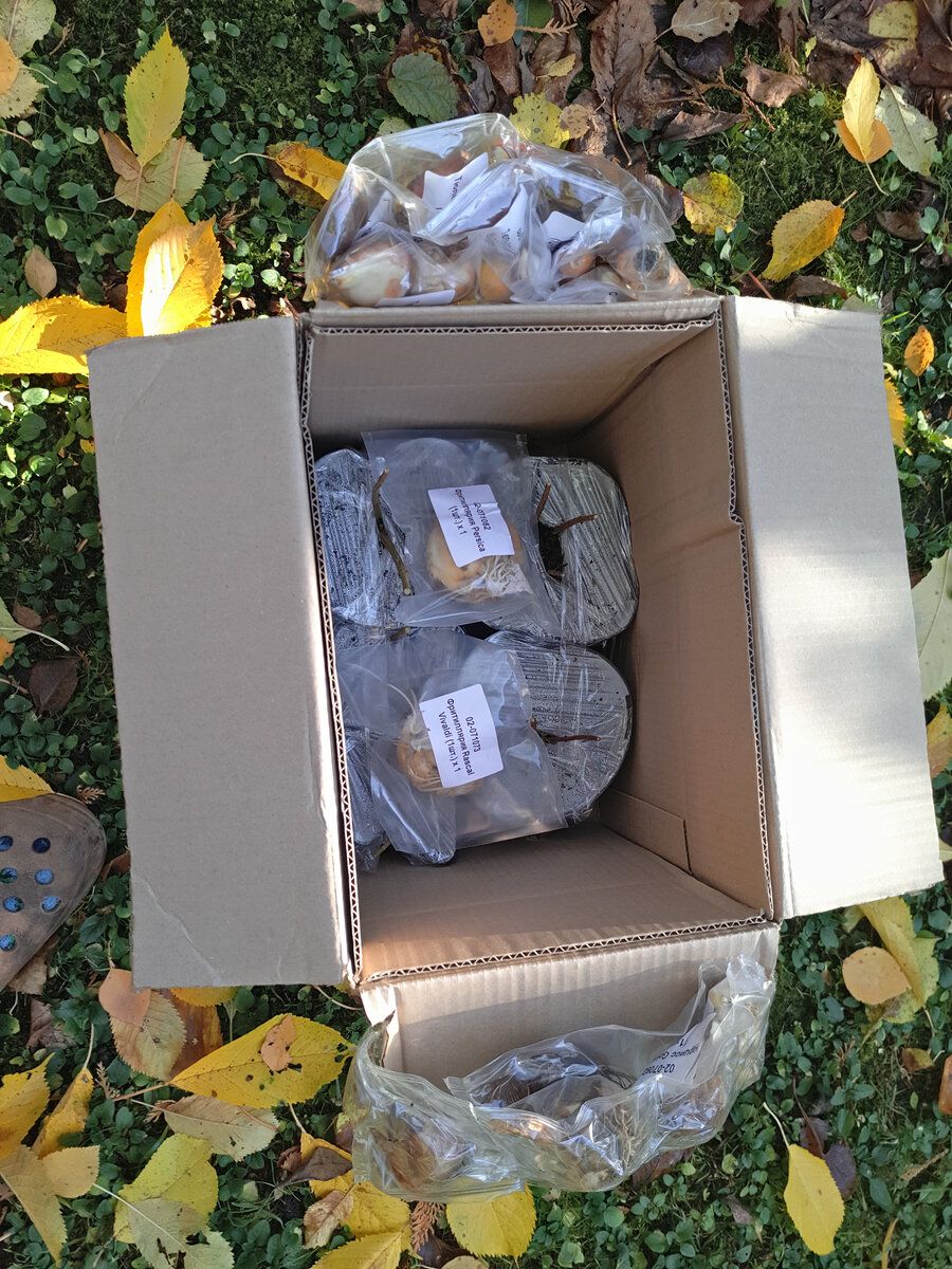 Первый раз вижу такую упаповку