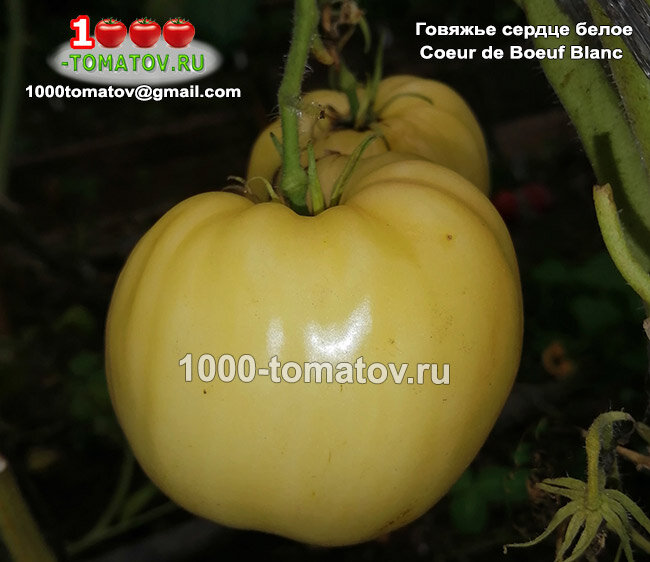 Томат Говяжье сердце белое Coeur de Boeuf Blanc  фото 1