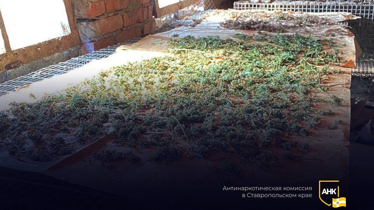     Житель Ставропольского края, хранивший более одного килограмма марихуаны, стал фигурантом уголовного дела, сообщает Антинаркотическая комиссия региона.