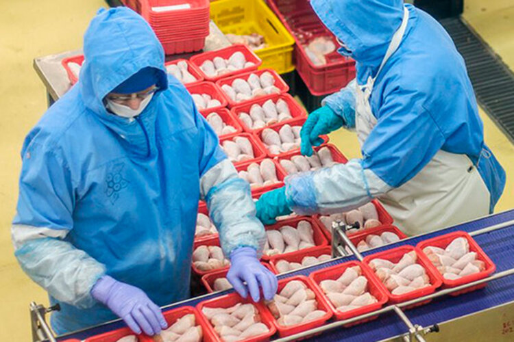    «Челны-Бройлер» производит более 120 тыс. т мяса в живом весе и реализует 95 тыс. т готовой продукции