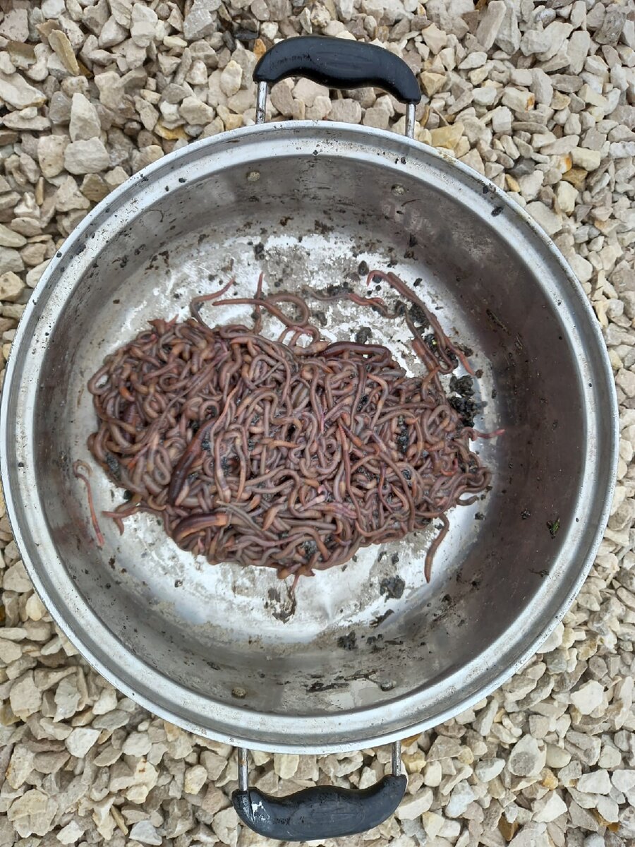 Кастрюля червей - семье аистов на один только завтрак