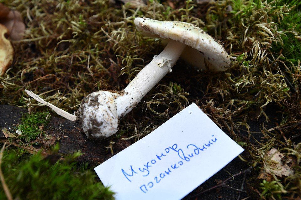     Бывает, вечером поел человек жареных грибов, а на следующий день – звонок в "скорую". Михаил ФРОЛОВ