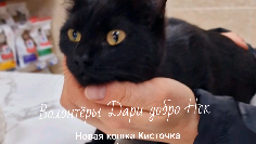 Приют дари добро нск