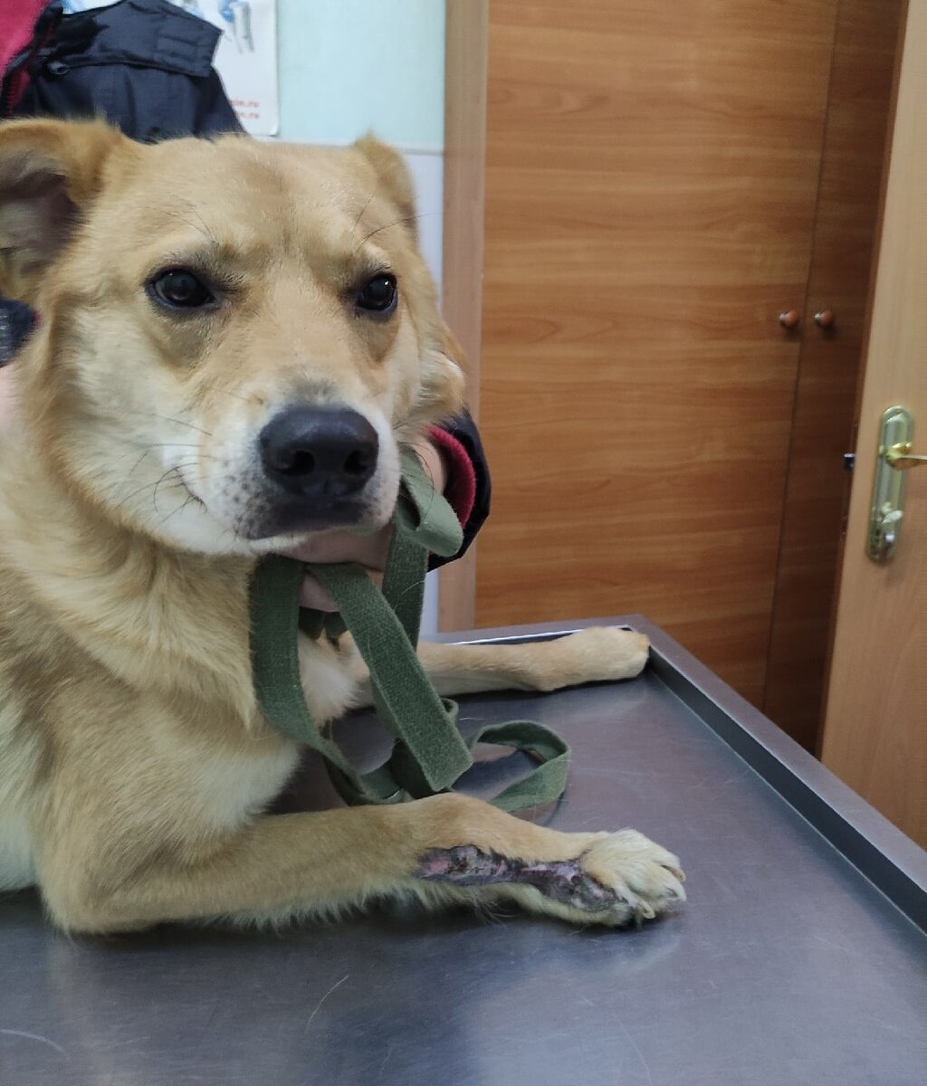 Бублик 🐕❤ Начинаем поиск дома и семьи! Сейчас нужна помощь в оплате  передержки! | Благотворительный фонд Луч добра | Дзен