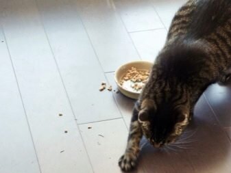 Почему кошки закапывают еду?