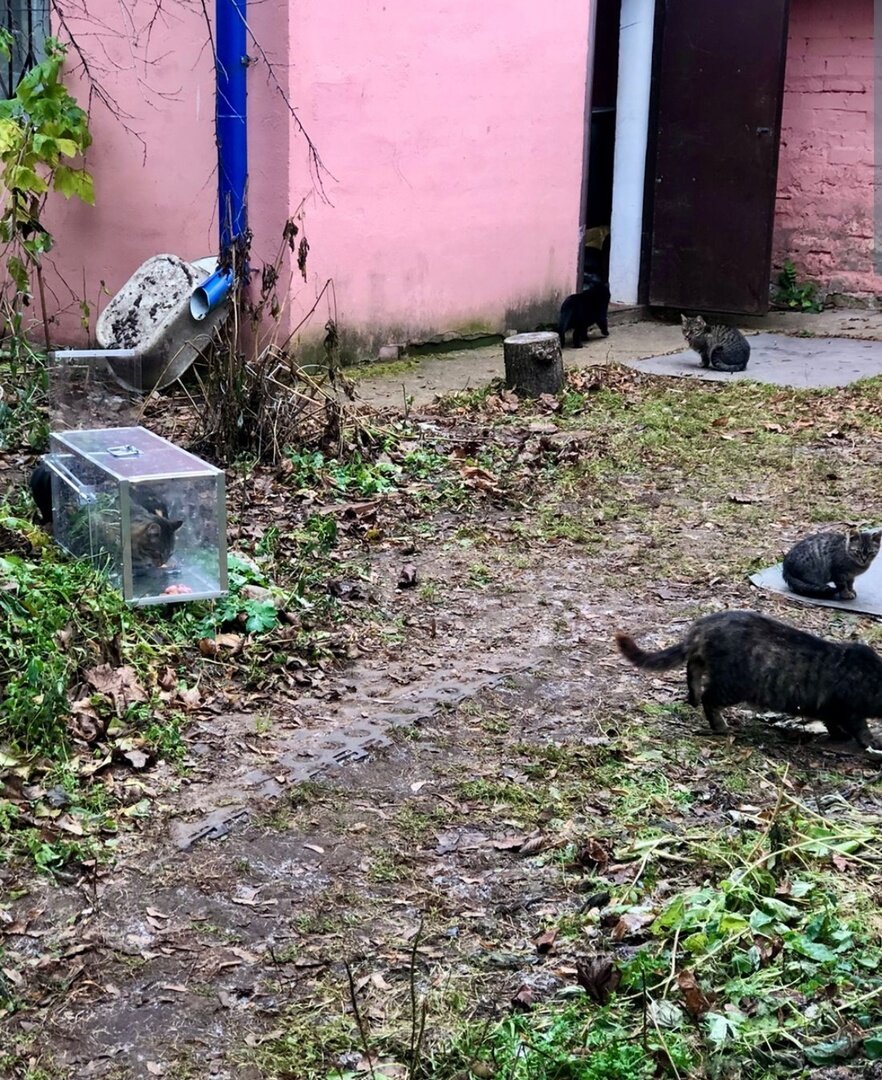 Котоловка в деле