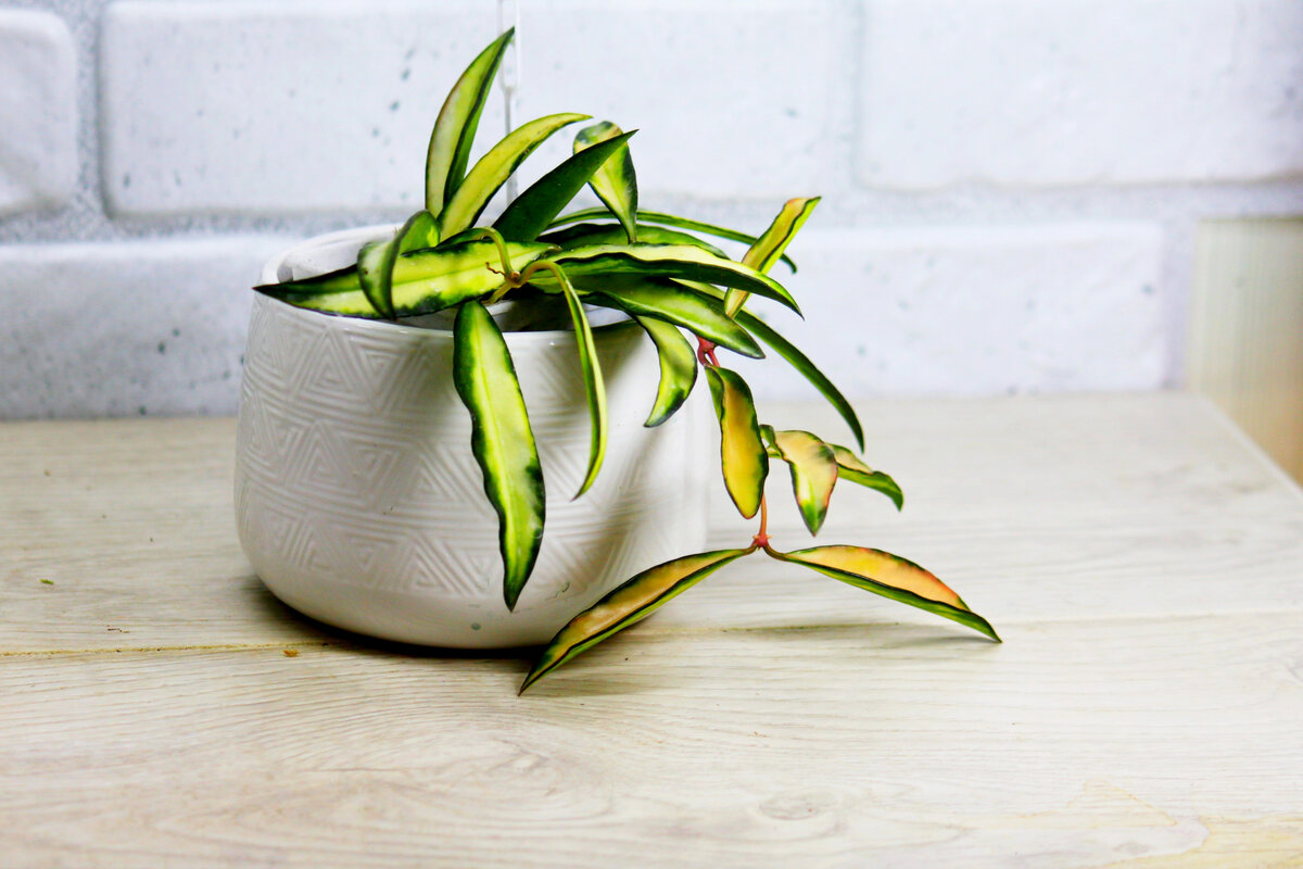 Коллекция и фото Masteritaнaplants