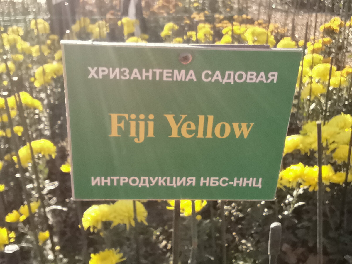 Фиджи Жёлтая. 