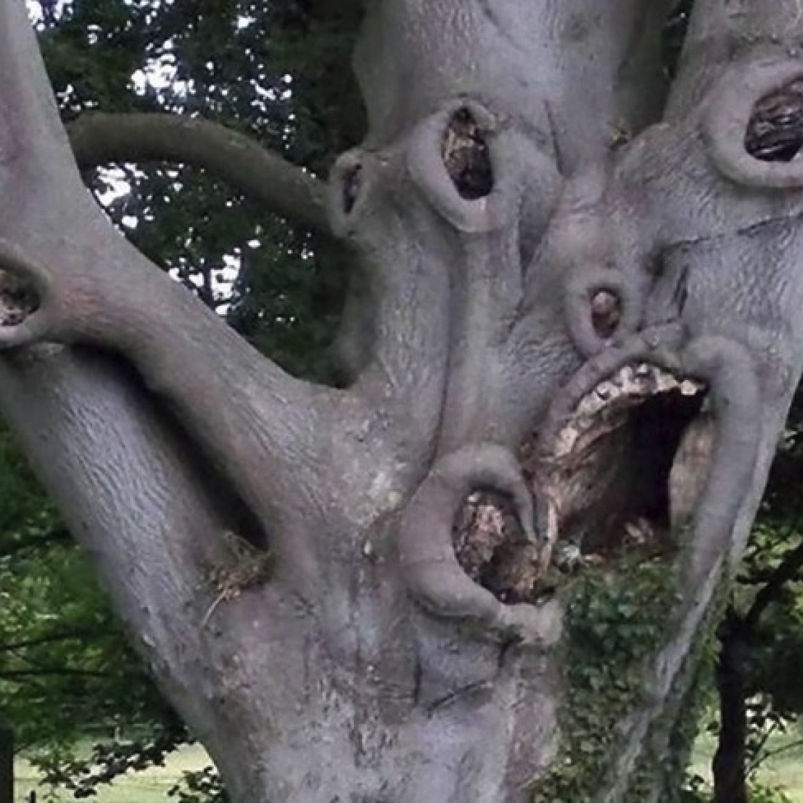 Куст пугающий людей. Страшное дерево.