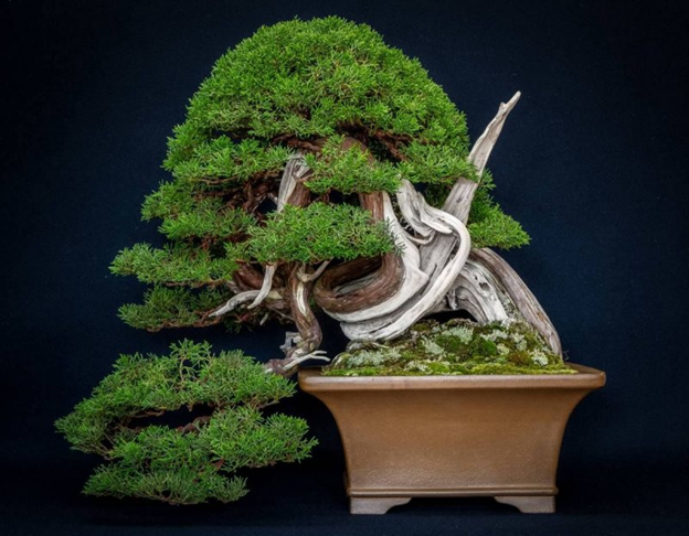 Источник: https://vsegda-pomnim.com/derevja/13768-japonskoe-derevo-bonsaj-74-foto.html