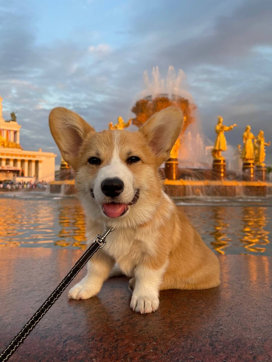 9 лучших догфрендли парков Москвы | моя первая собака 🐶 | Дзен