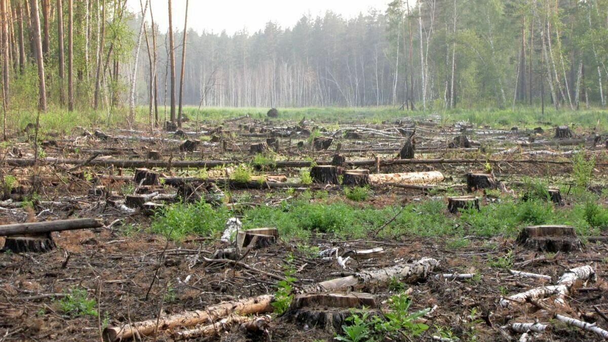     Чиновник нанес ущерб природе на 3.5 млн рублей.