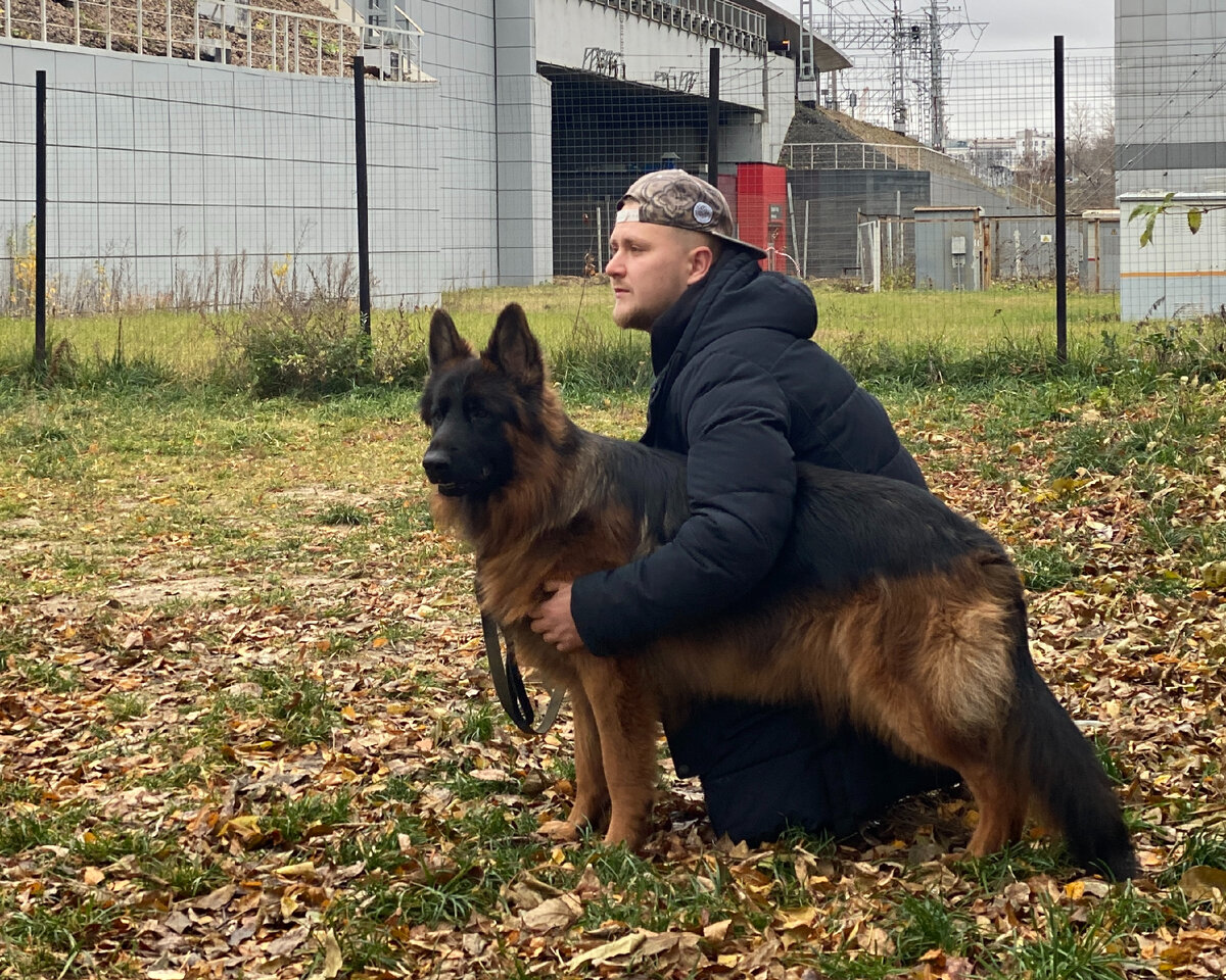 Немецкая овчарка Локи с владельцем 