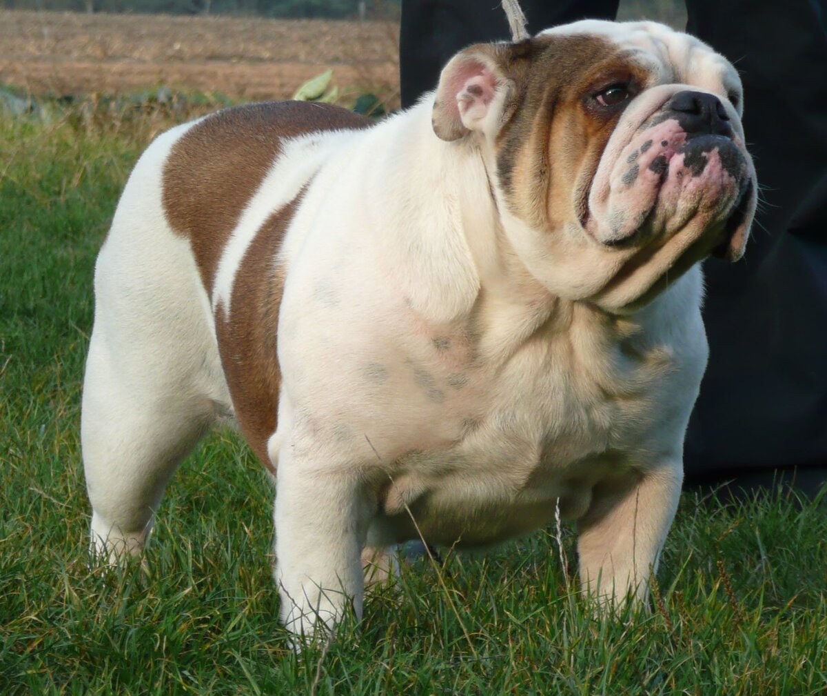 Фото из свободных источников