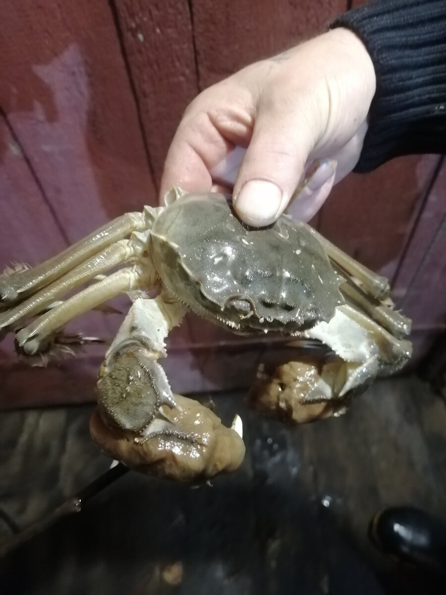 Китайский мохнаторукий краб, фото с форума: sanatatur.ru