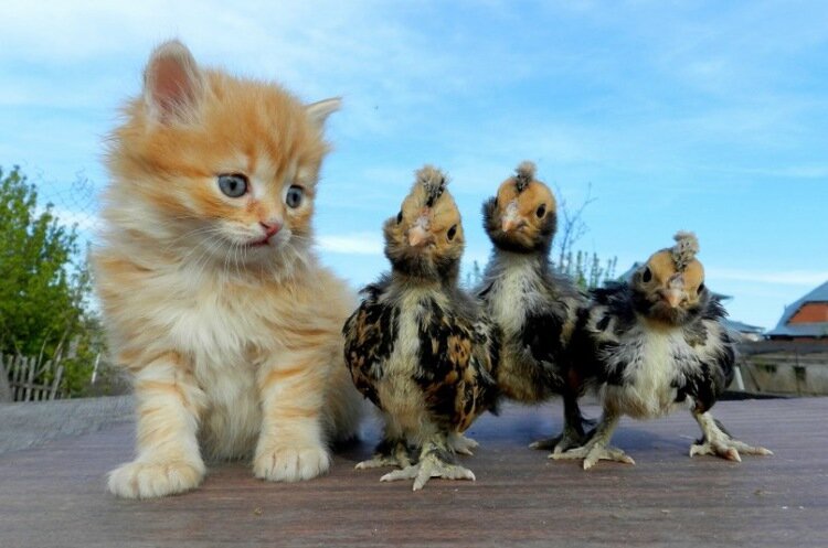 🐾Тук-тук: среда пришла!😺