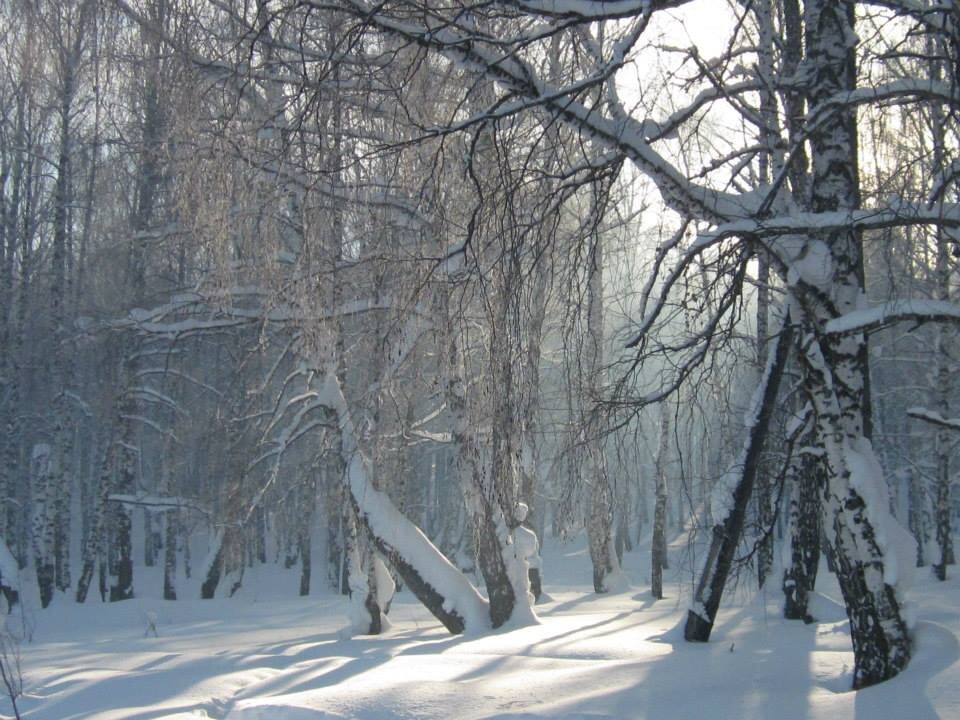 Березовая роща. Конец января