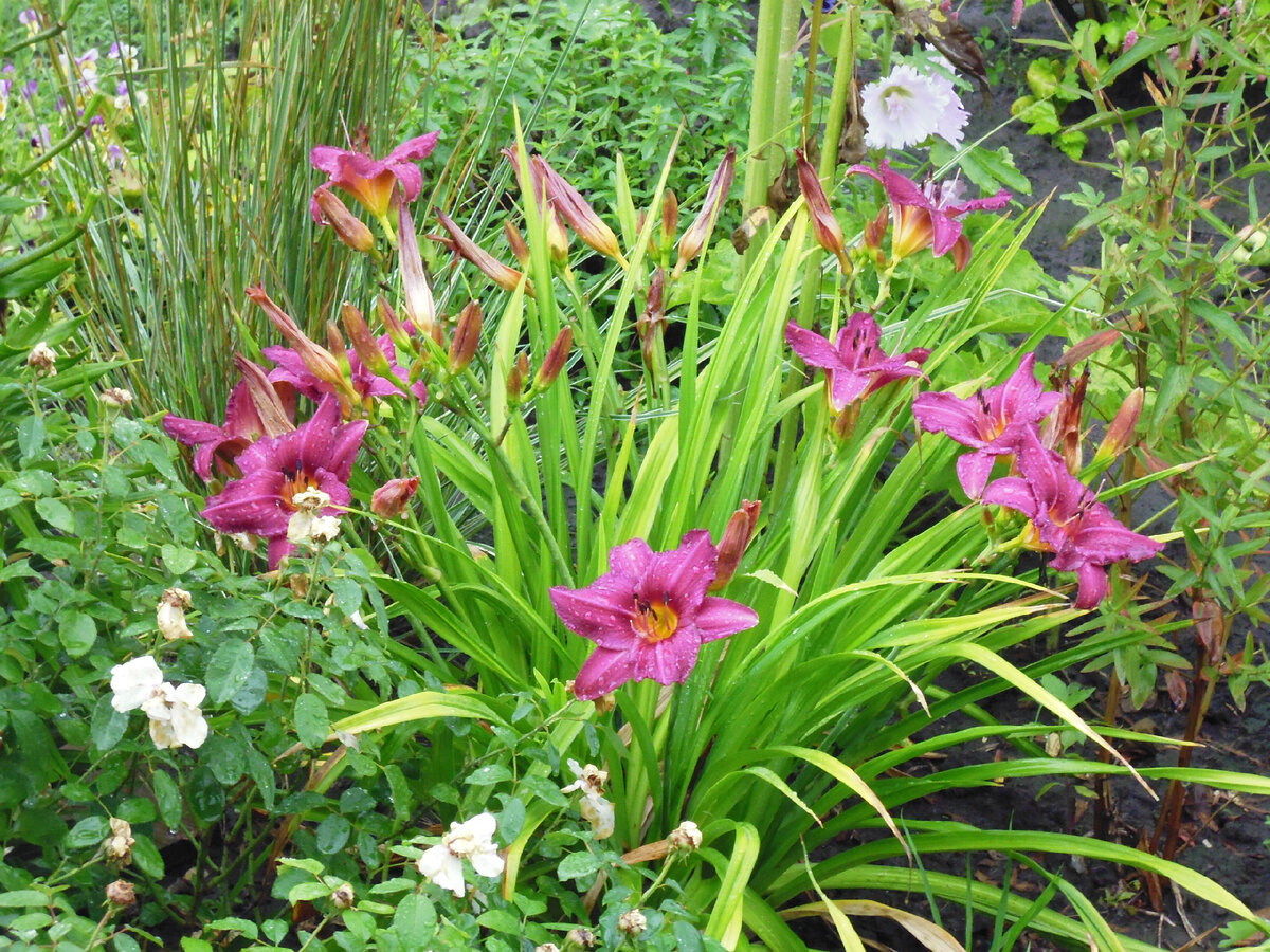 Старый сад - лето 2015